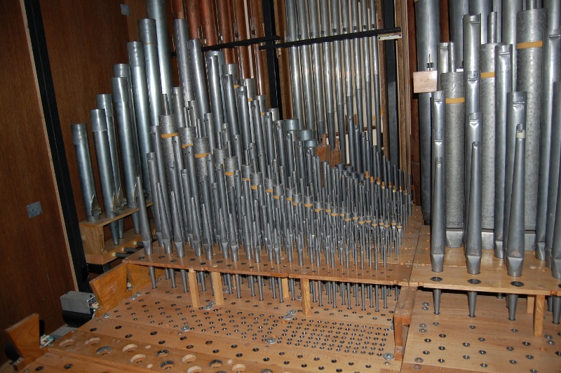6.Serce organow